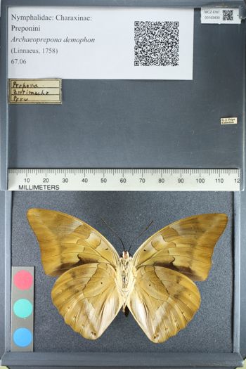 Media type: image;   Entomology 163430